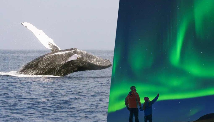 Whale Watching Tour Menu on the Island Explorer 5