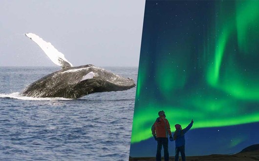 Whale Watching and Aurora Borealis