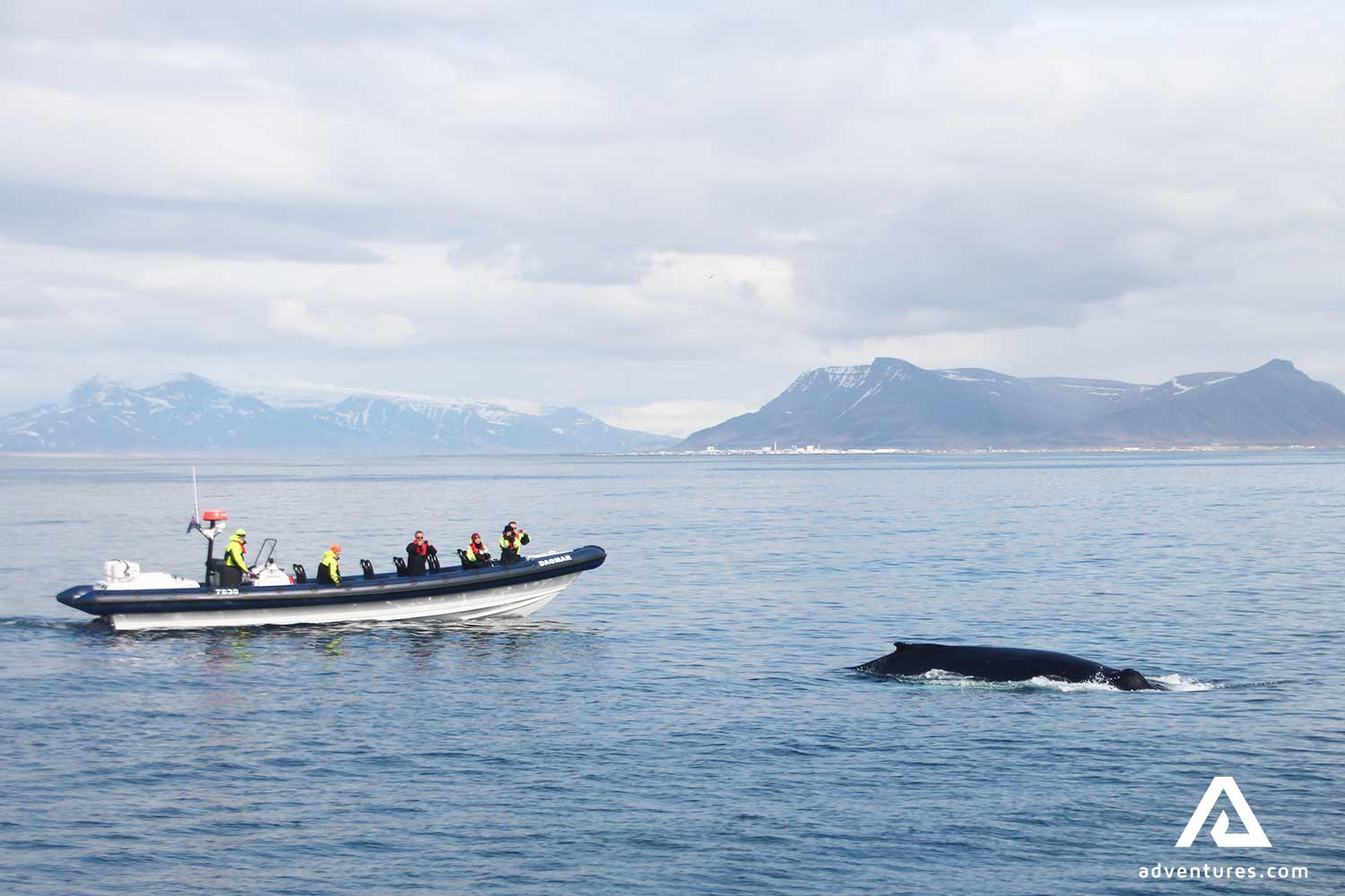 watching whales from a small boat near Reykjavik