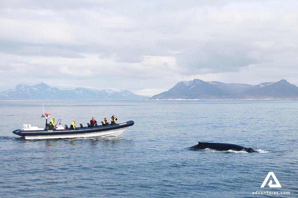 watching whales from a small boat near Reykjavik