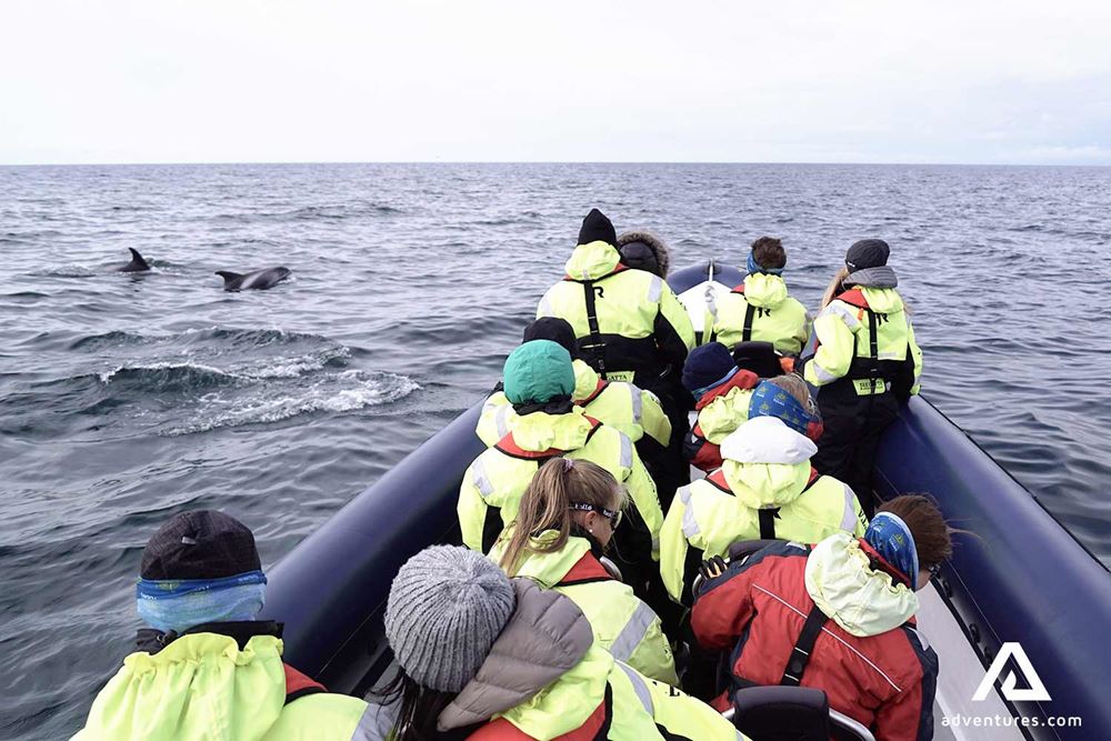 watching whales from a rib boat