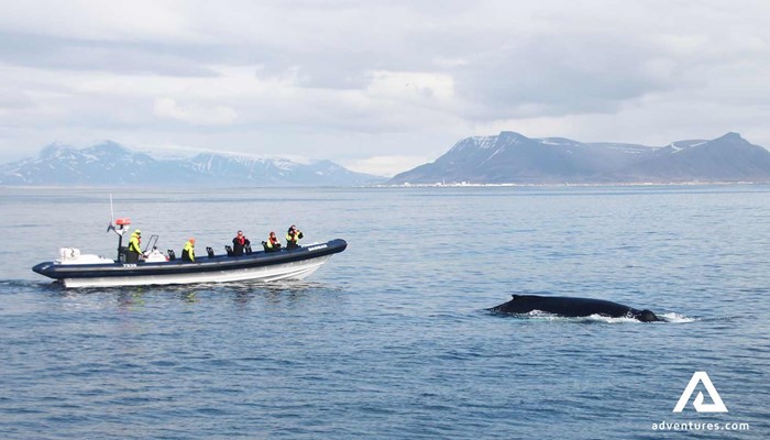 Rib boat Whale watching near reykjavik