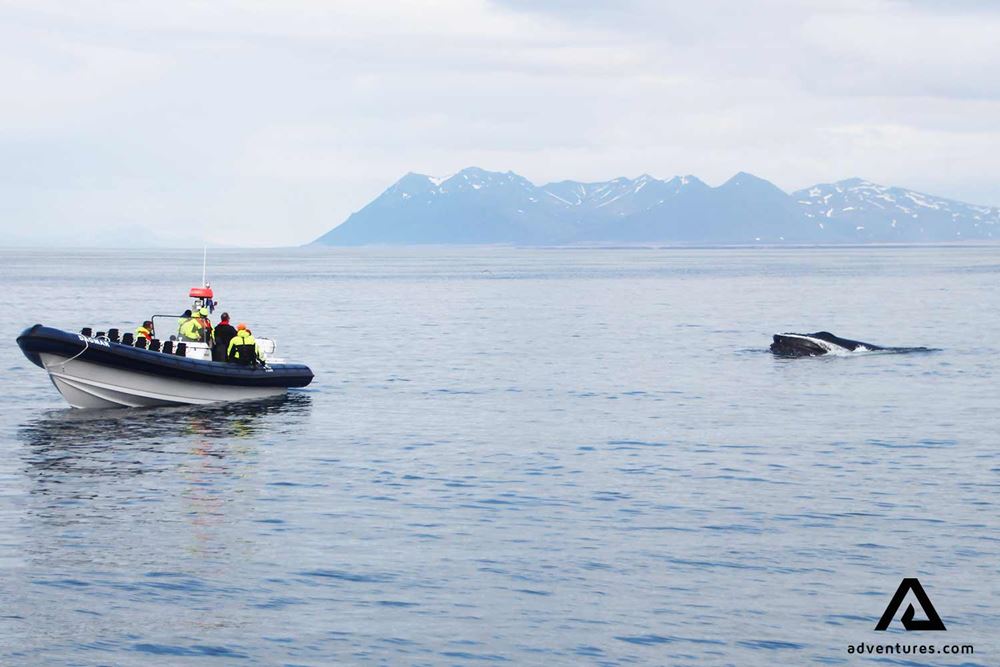 wildlife whale watching from a boat