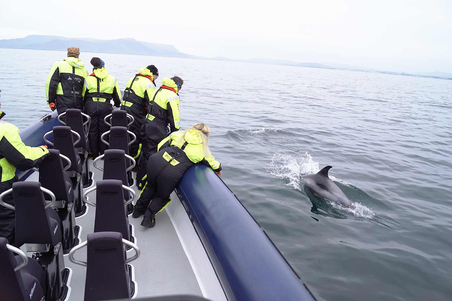 Whale Watching Tour Iceland Rib Boat from Reykjavik