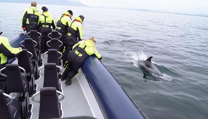 Whale breaching close to a rib boat near Reykjavik