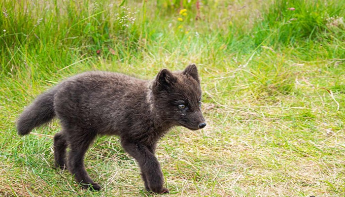 arctic fox cub in summer