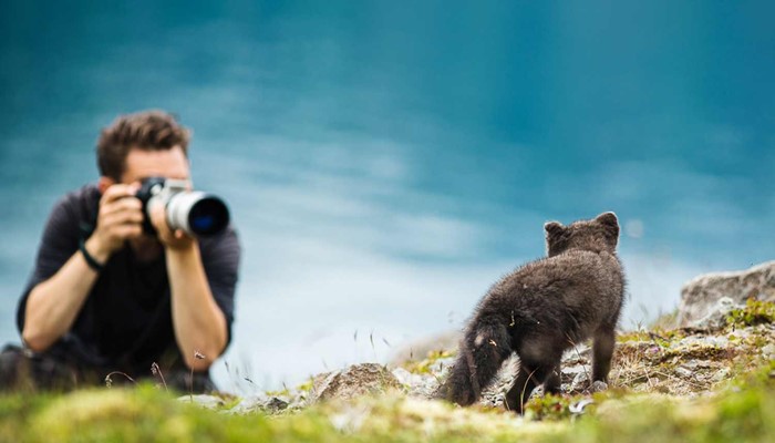 man taking pictures of an arctic fox