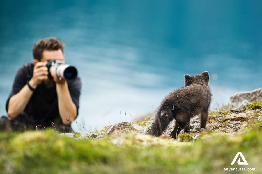 man taking pictures of a fox