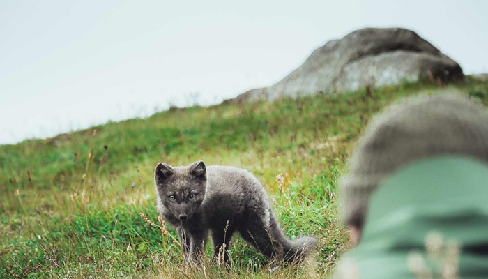 taking a picture of arctic fox close-up