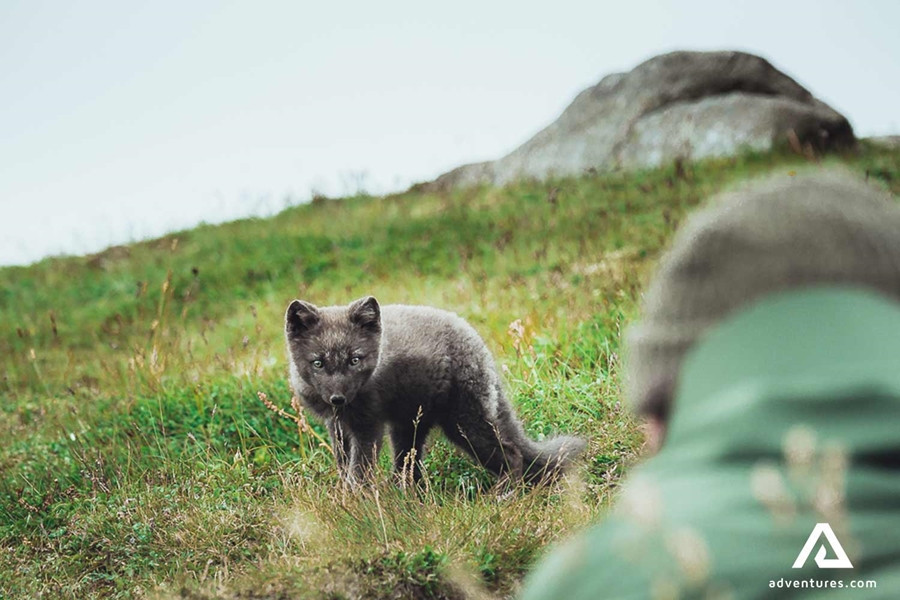 taking a picture of arctic fox