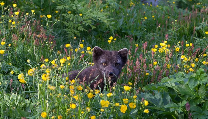 curious arctic fox in flowers