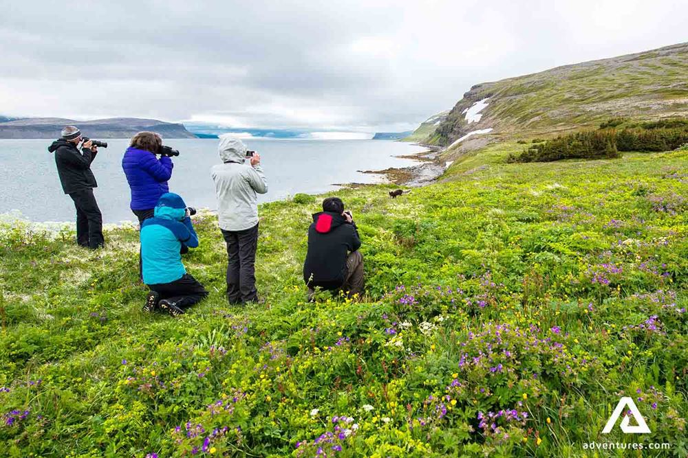 group taking pictures of arctic fox