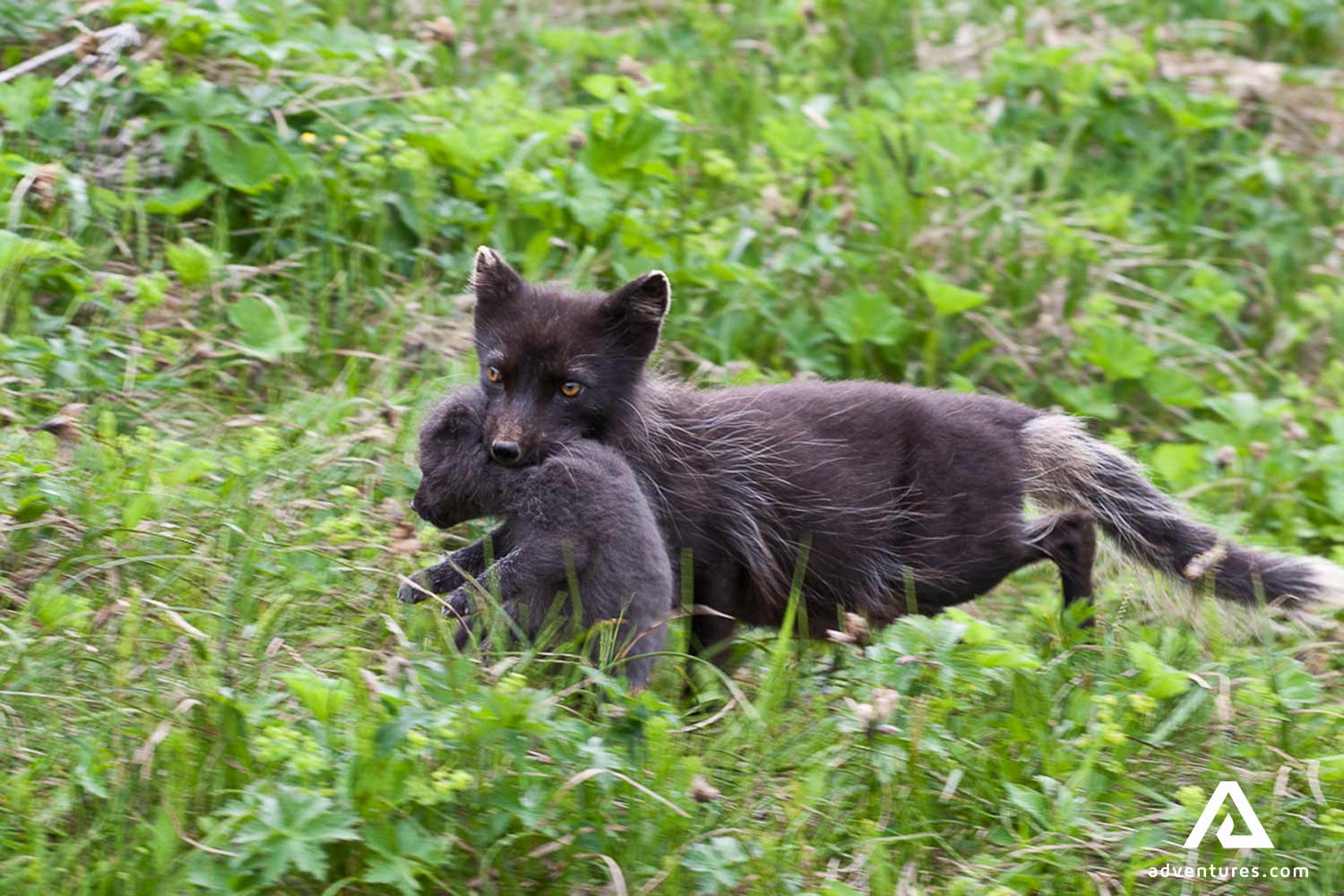 arctic fox carrying her baby cub in iceland