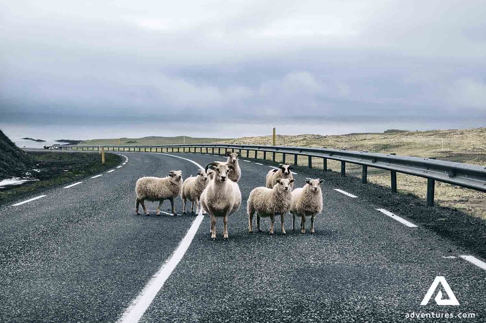 sheep walking on the ring road
