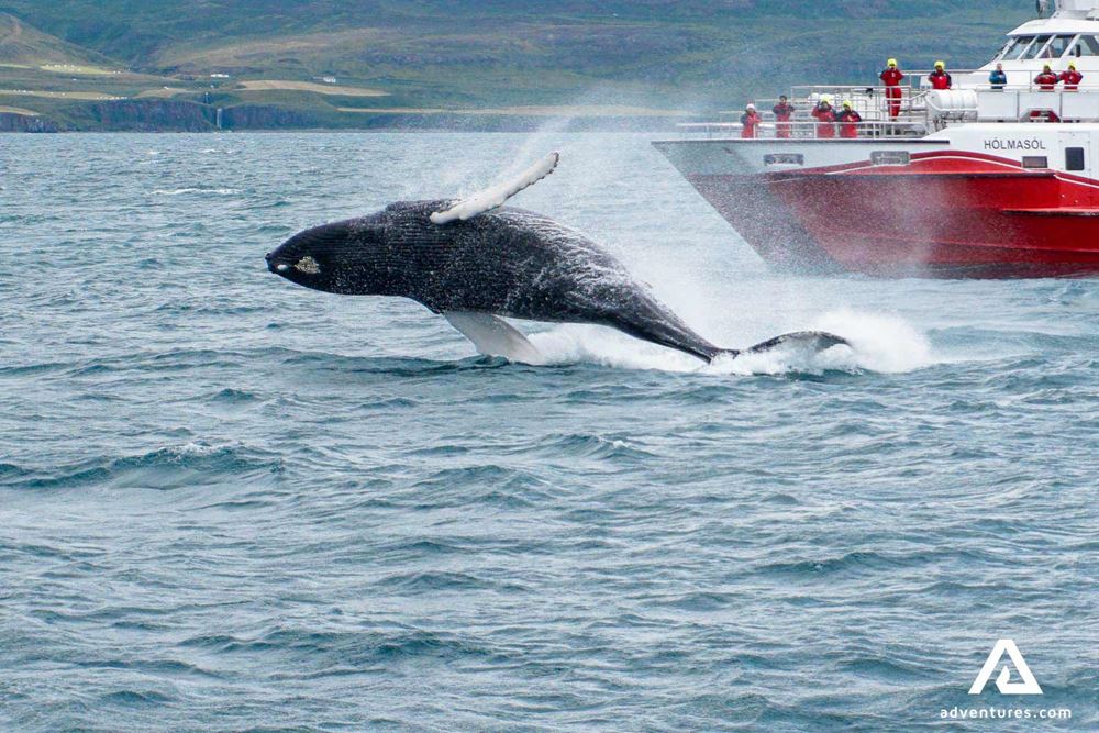 whale jumping near a boat