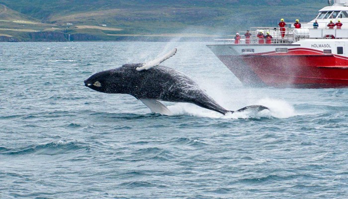 whale jumping near a boat in Dalvik