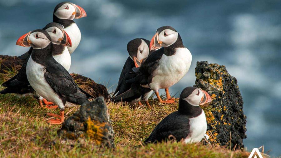 group of atlantic puffins