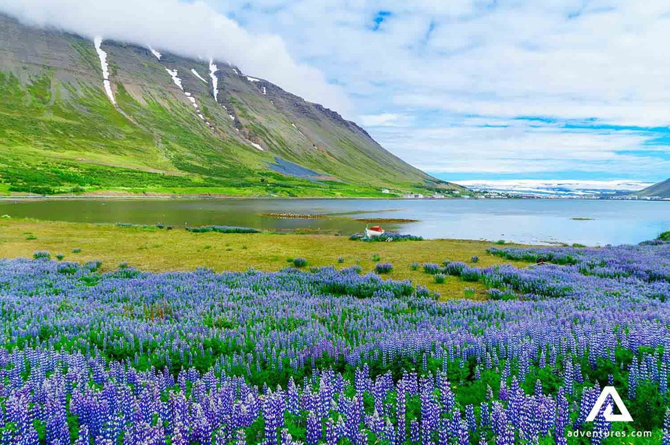 field of lupines near isafjordur in iceland