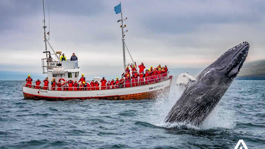 humpback whale near a boat