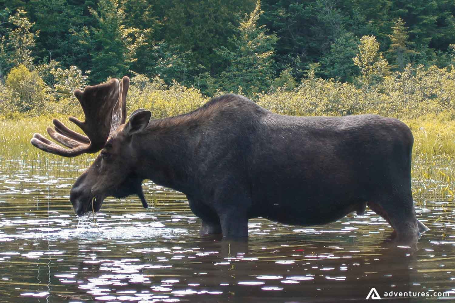 Moose in the lake