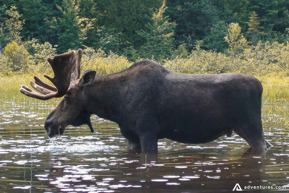 Moose takes a dip in Lake