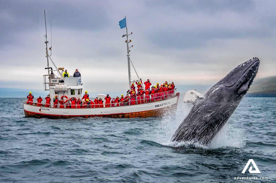 humpback whale breaching near a boat in iceland