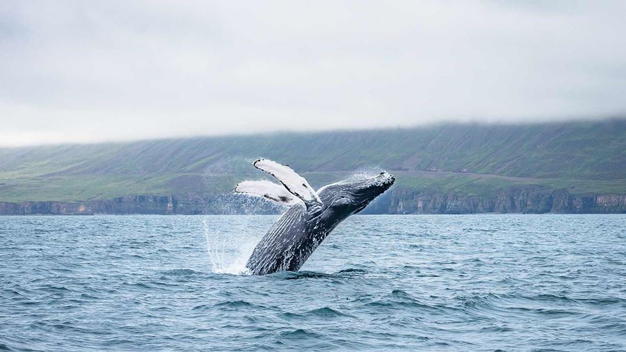 jumping humpback whale