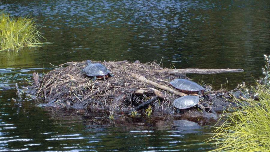 Turtles in the pond