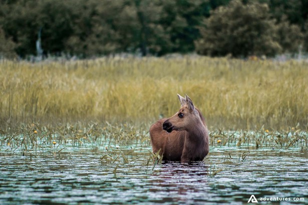 Young moose in the lake