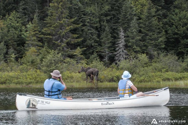 Canoeing with Moose on the shore
