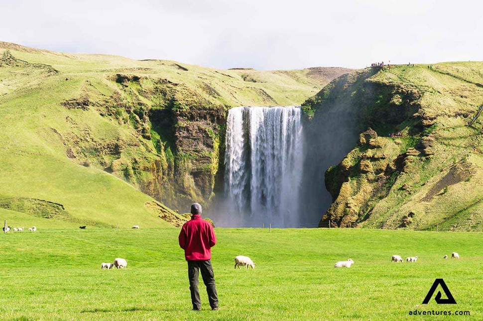 man standing near sheep and skogafoss waterfall