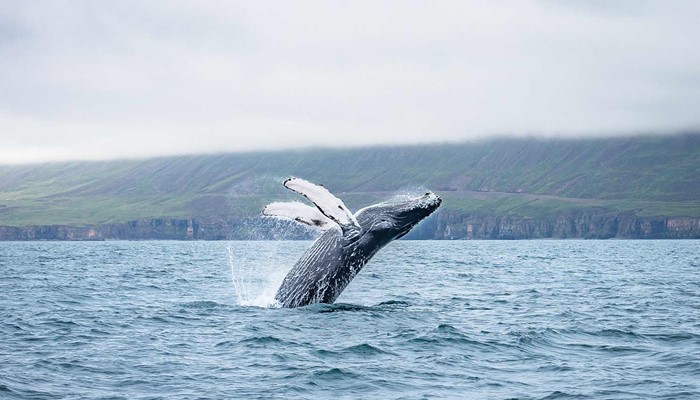 whale jumping out of ocean in iceland near dalvik