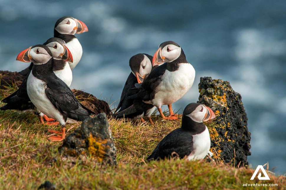 Group Of Puffins On Cliff Shore Iceland South Coast