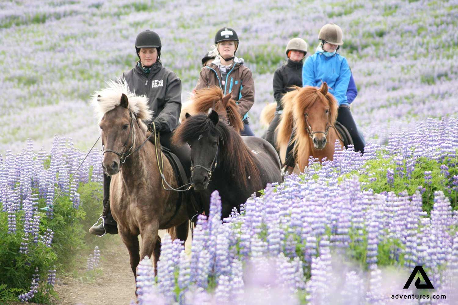 riding through lupines