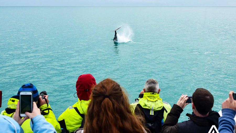 taking pictures on a whale watching tour