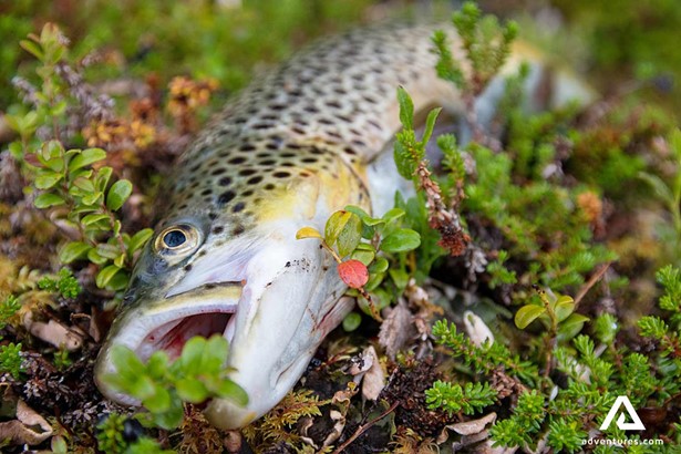 fish caught in swedish lapland