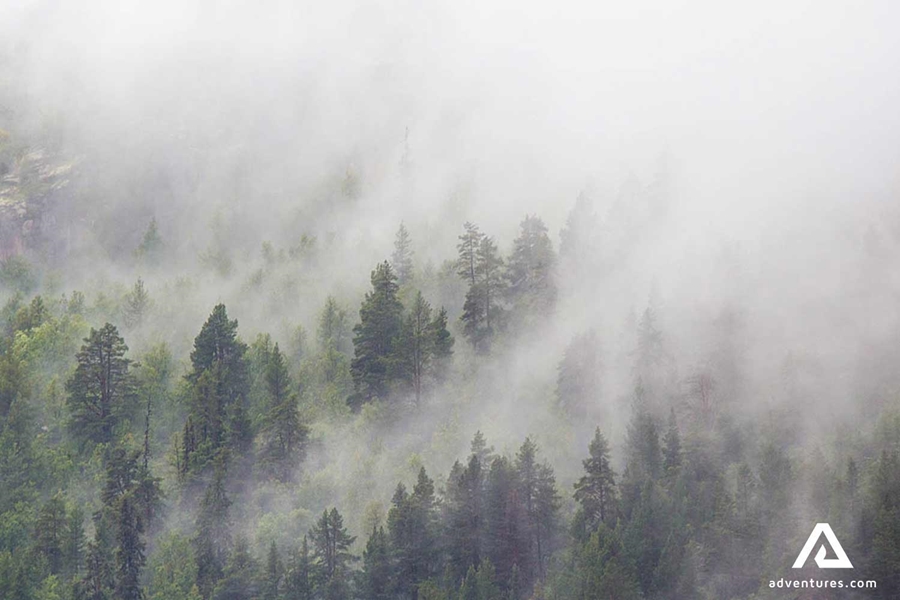 aerial foggy forest view