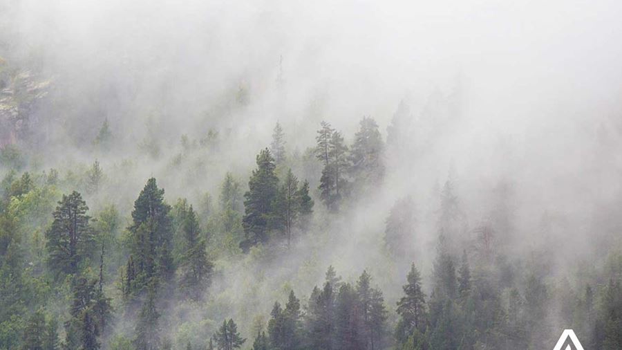 aerial foggy forest view
