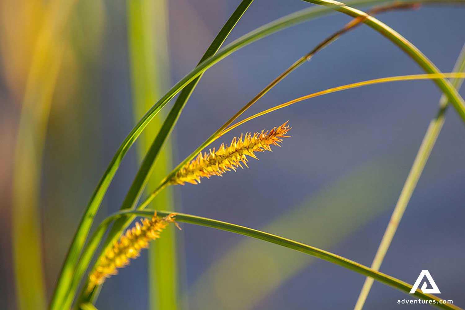 plants in pearl river in sweden