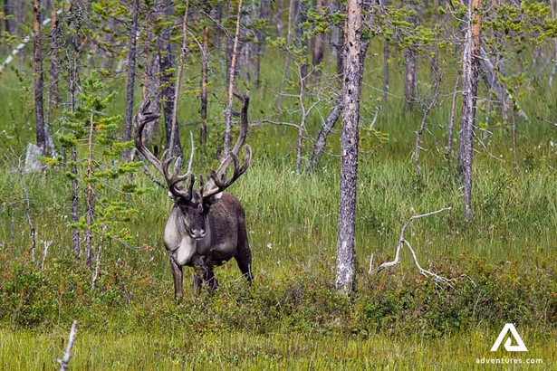 reindeer in swedish forest in jokkmokk area