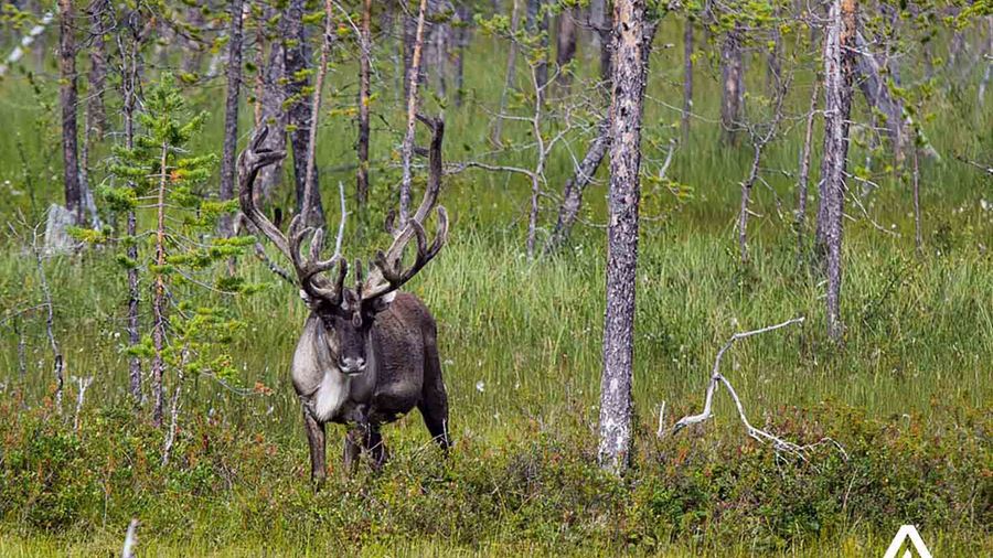 reindeer in swedish forest