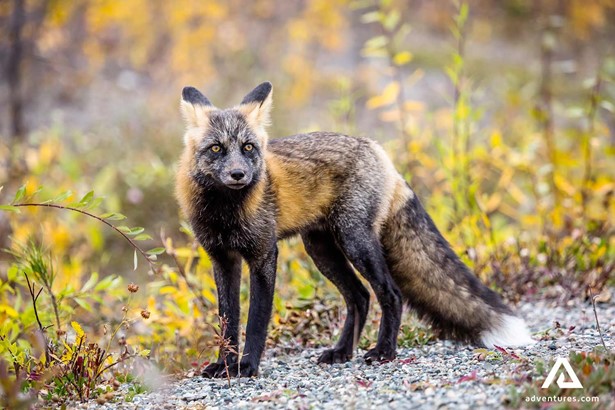 arctic fox closeup in canada
