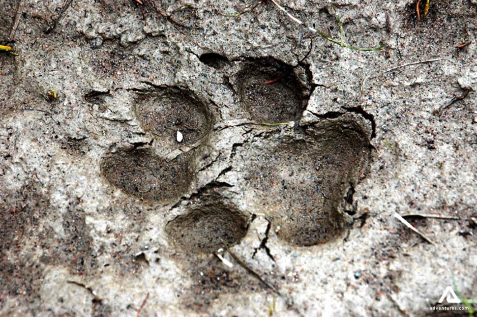 bear footprint in mud