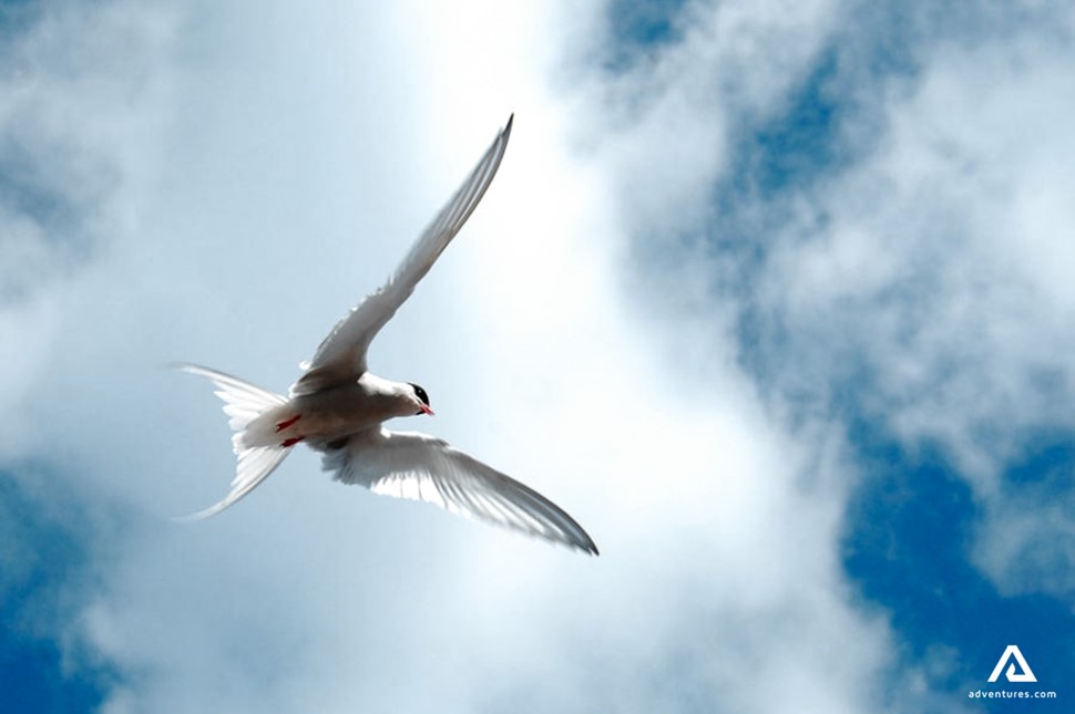 flying arctic tern in canada