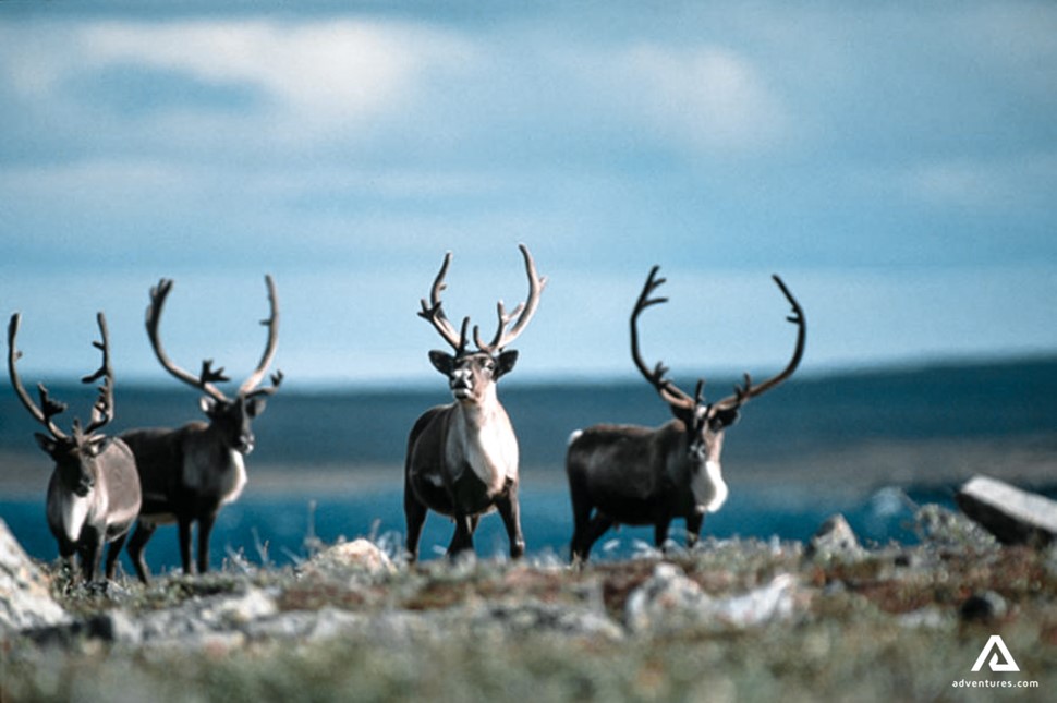 herd of caribou in canada looking at a camera