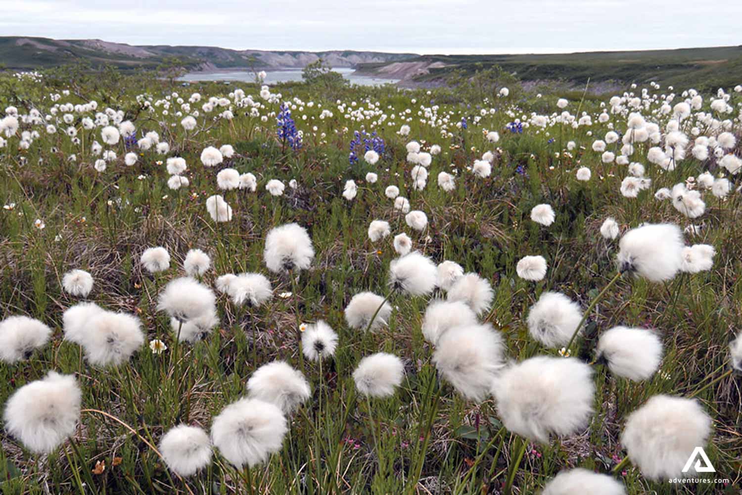 flower field near coppermine river at summer