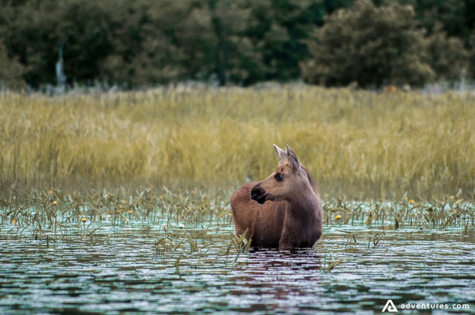 moose in a canadian lake