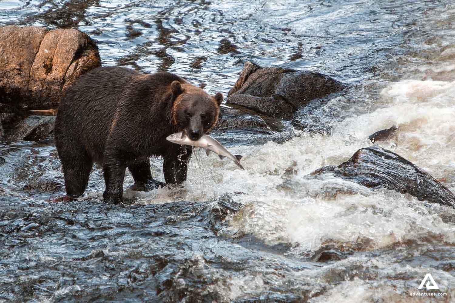 bear fishing for salmon