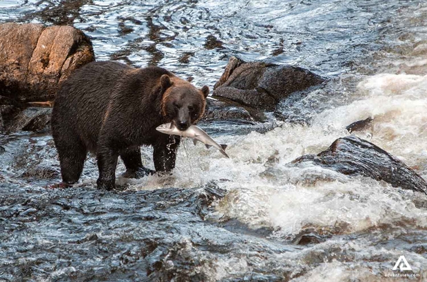 bear fishing for salmon