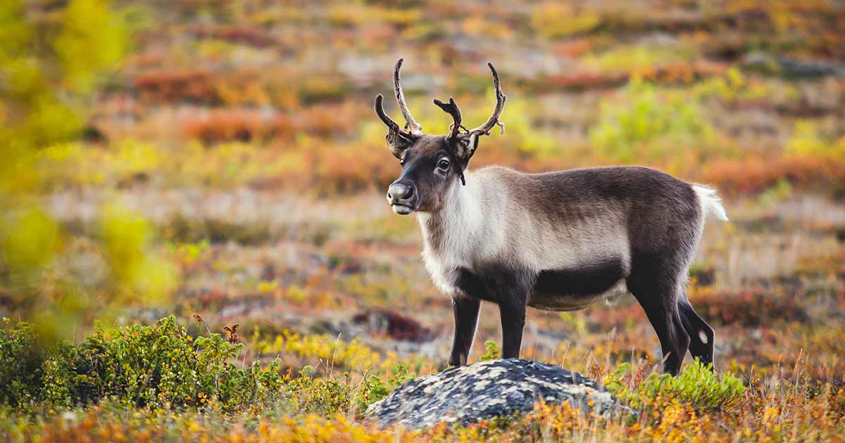 Wildlife Tours in Sweden | Adventures.com